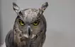 Water source - eagle owl