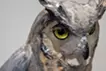 Water source - eagle owl
