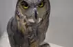 Water source - eagle owl