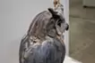 Water source - eagle owl