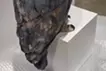 Water source - eagle owl