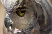 Water source - eagle owl