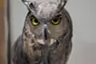 Water source - eagle owl