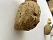 白鳩とボク