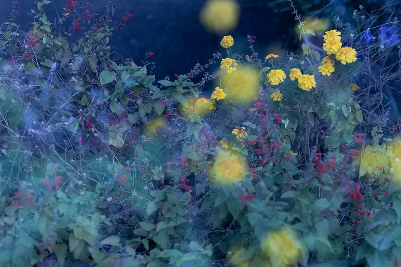 December 8, 2022 from “HOW MANY DAYS?” by 宇壽山貴久子