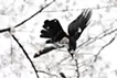 A crow and the cherry blossoms, No. 1. from “ka ra su ( The Crows )”