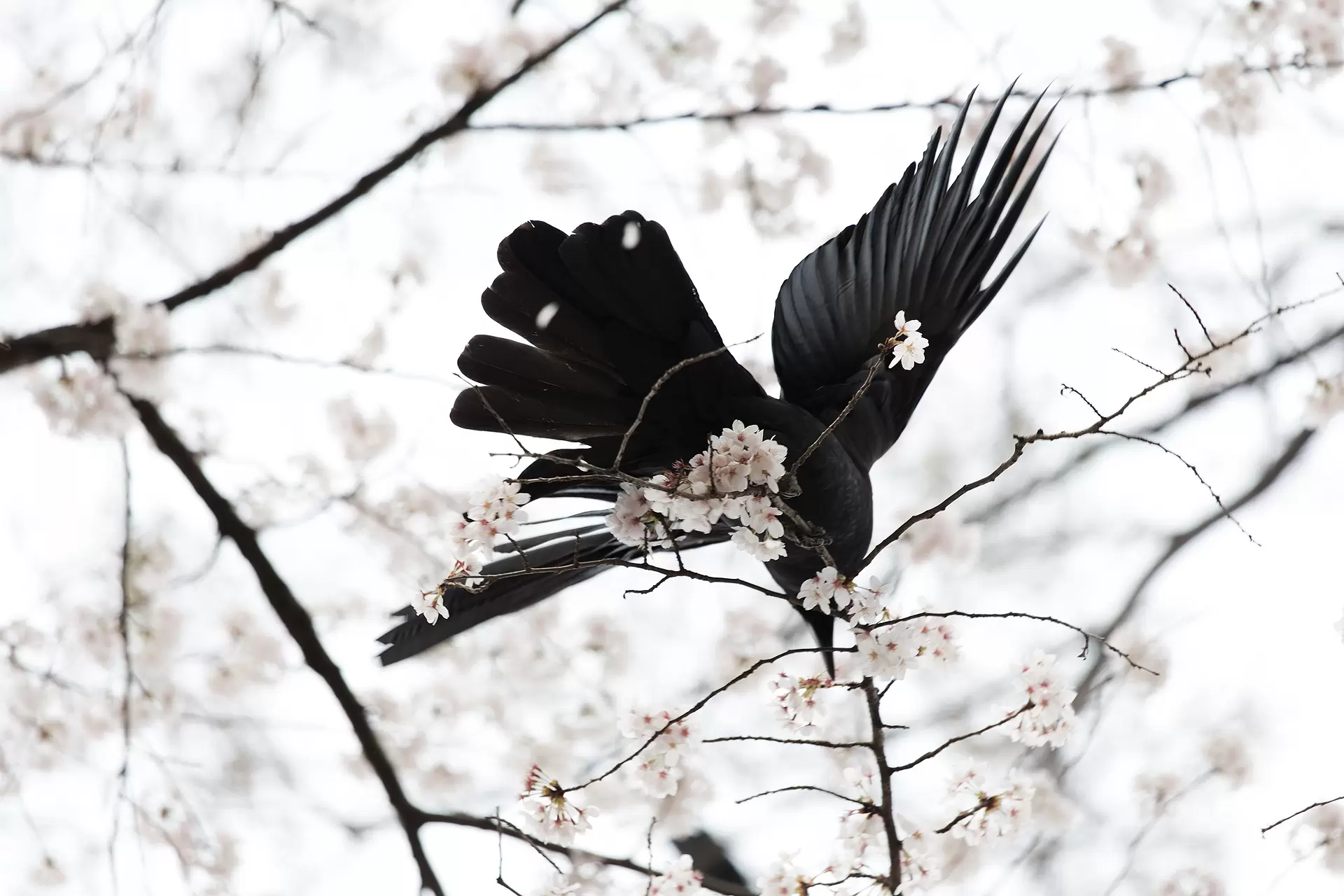A crow and the cherry blossoms, No. 1. from “ka ra su ( The Crows )”