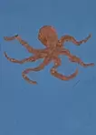 Octopus in the sky