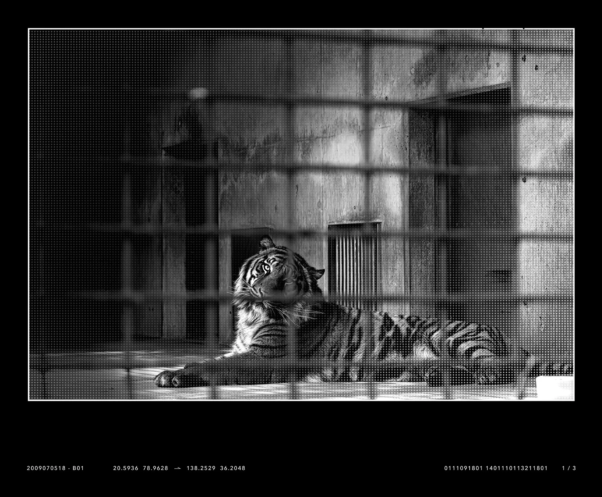 C2D-Tiger-B01