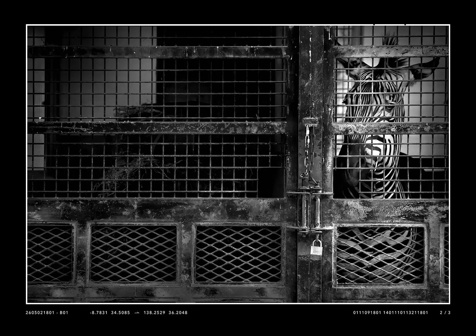 C2D-Zebra-B01