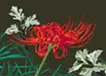 cluster amaryllis