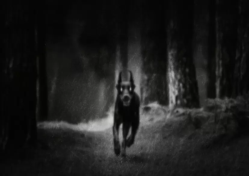 ヘスダーレンの犬 #0001 by 中村 晃