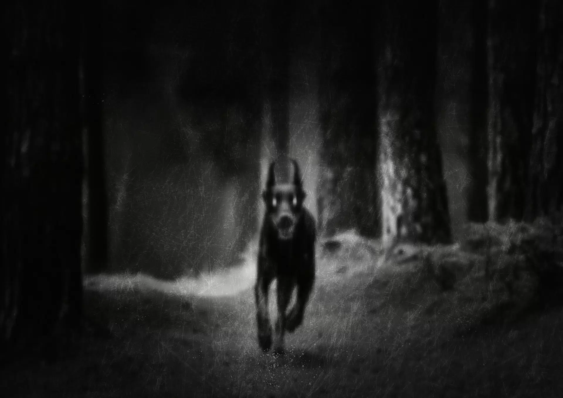ヘスダーレンの犬 #0001