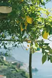 Amalfi Lemon