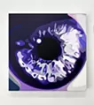 Iris #12