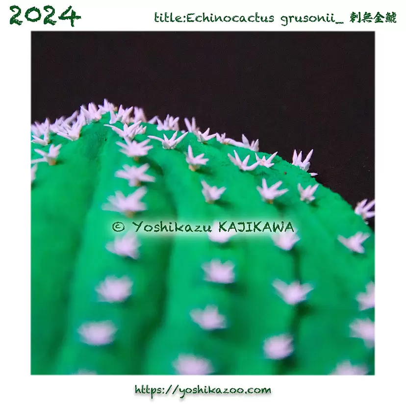 Echinocactus grusonii by Yoshikazu KAJIKAWA