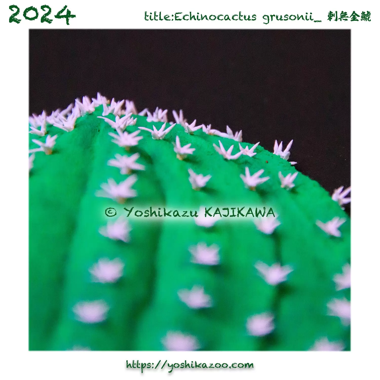 Echinocactus grusonii