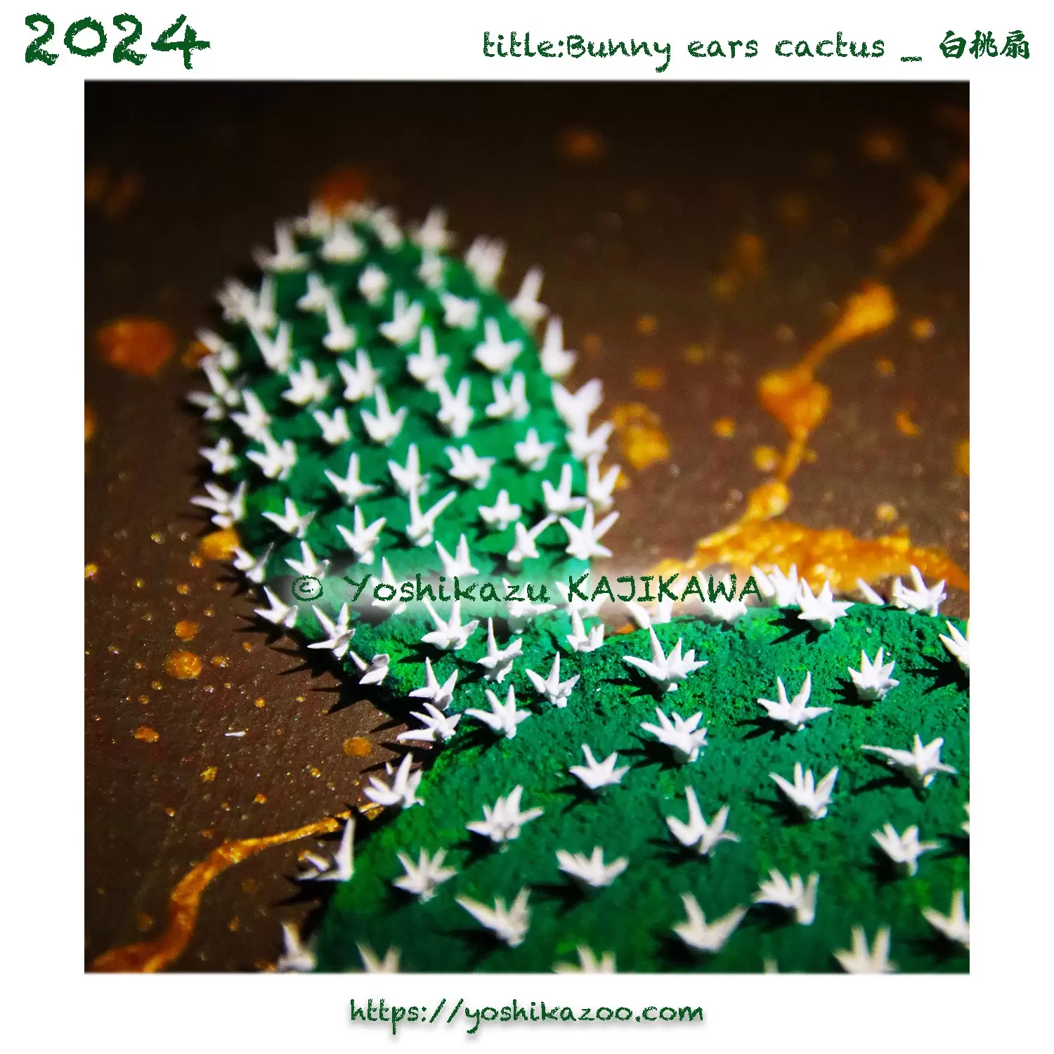 Bunny ears cactus _ 白桃扇 