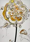 Abstract Single Flower 240720 (Gary x Gold) 