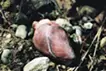 Heart Sound of the Mountain