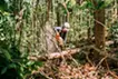 Forestry Art