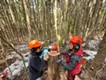 Forestry Art
