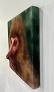 想家的猴子
