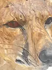 水源 -キツネ-