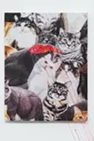猫門来福