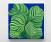 Calathea orbifolia