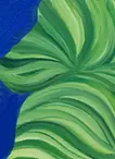 Calathea orbifolia