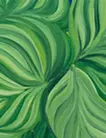 Calathea orbifolia