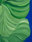 Calathea orbifolia