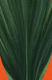 leaf 2