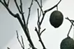 New Noosphere Sign / 新しい生活表徴