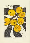 枇杷 Loquat