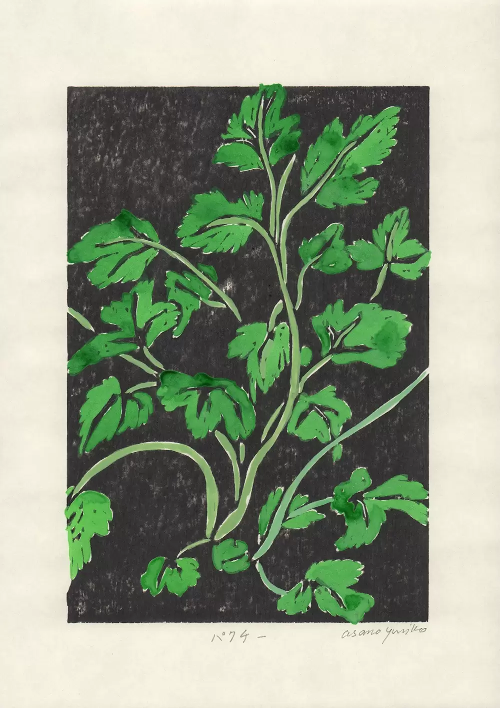 パクチー Coriander