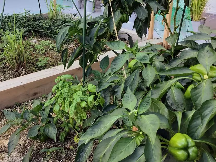 Edible Classroom by PARK?（ぱーく）