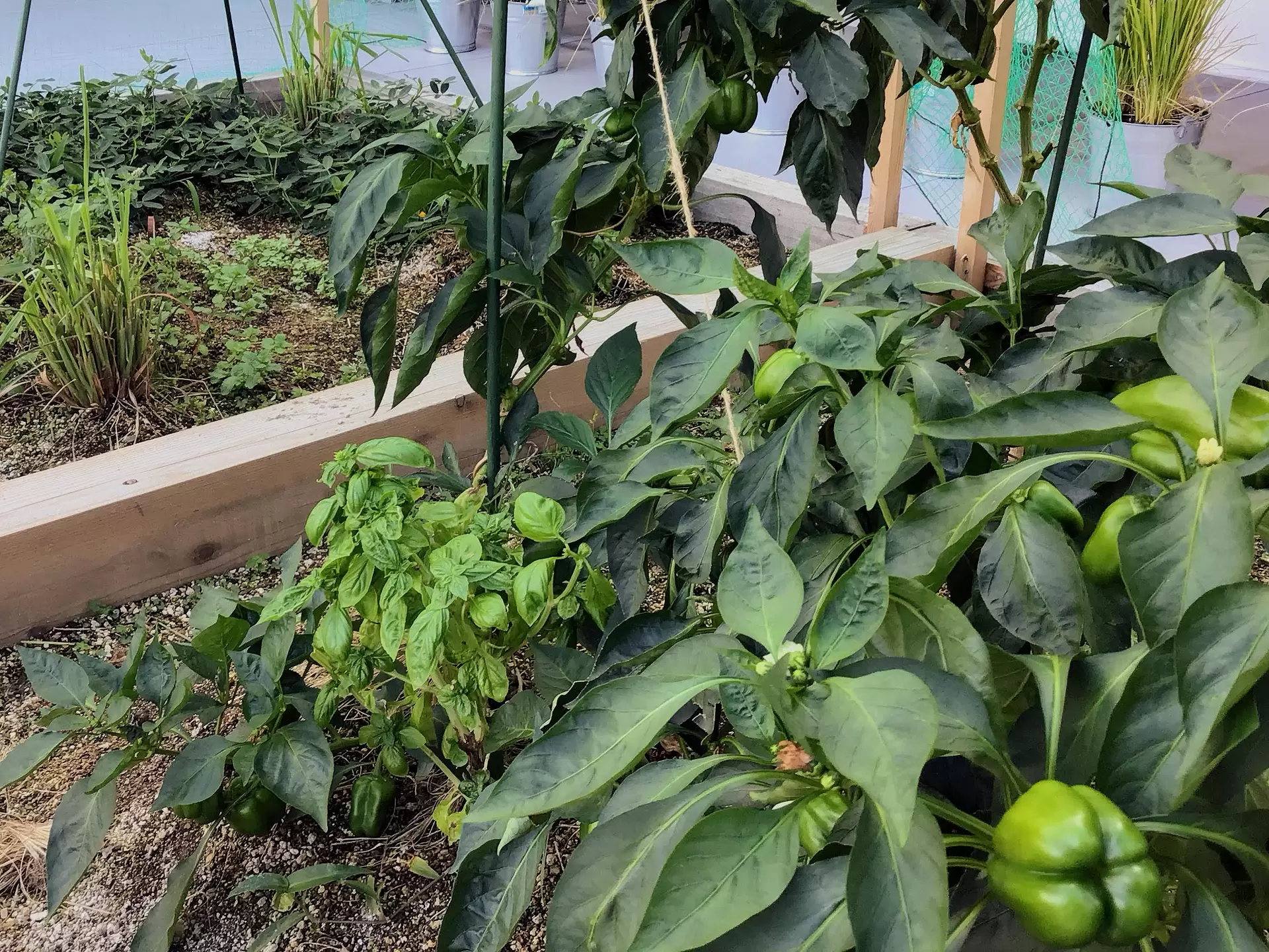 Edible Classroom