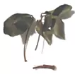 从砍下的树枝上看到的风景
