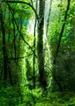 Spirit of Forest 4025 2