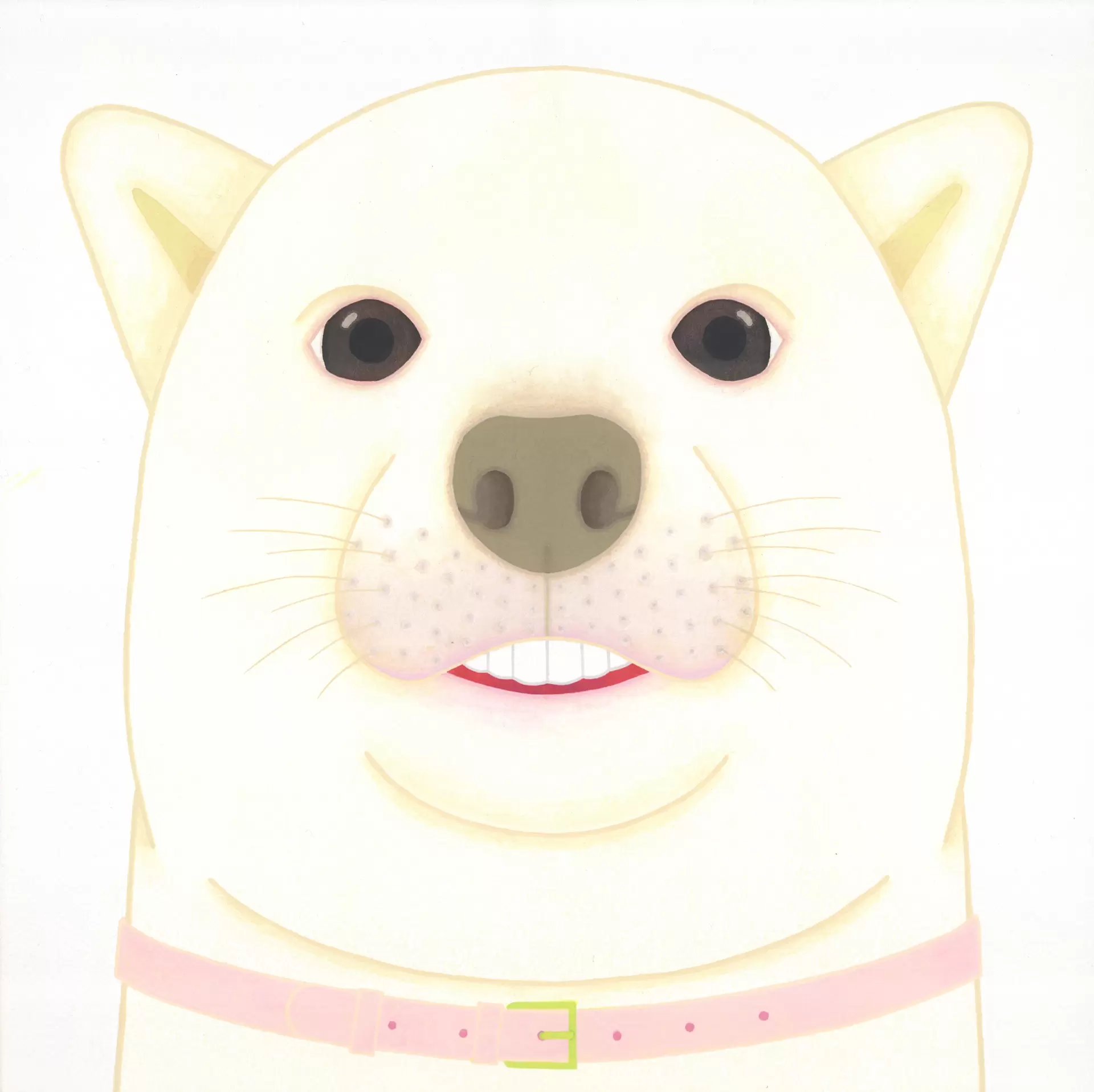 白柴
