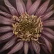 Wedding flower