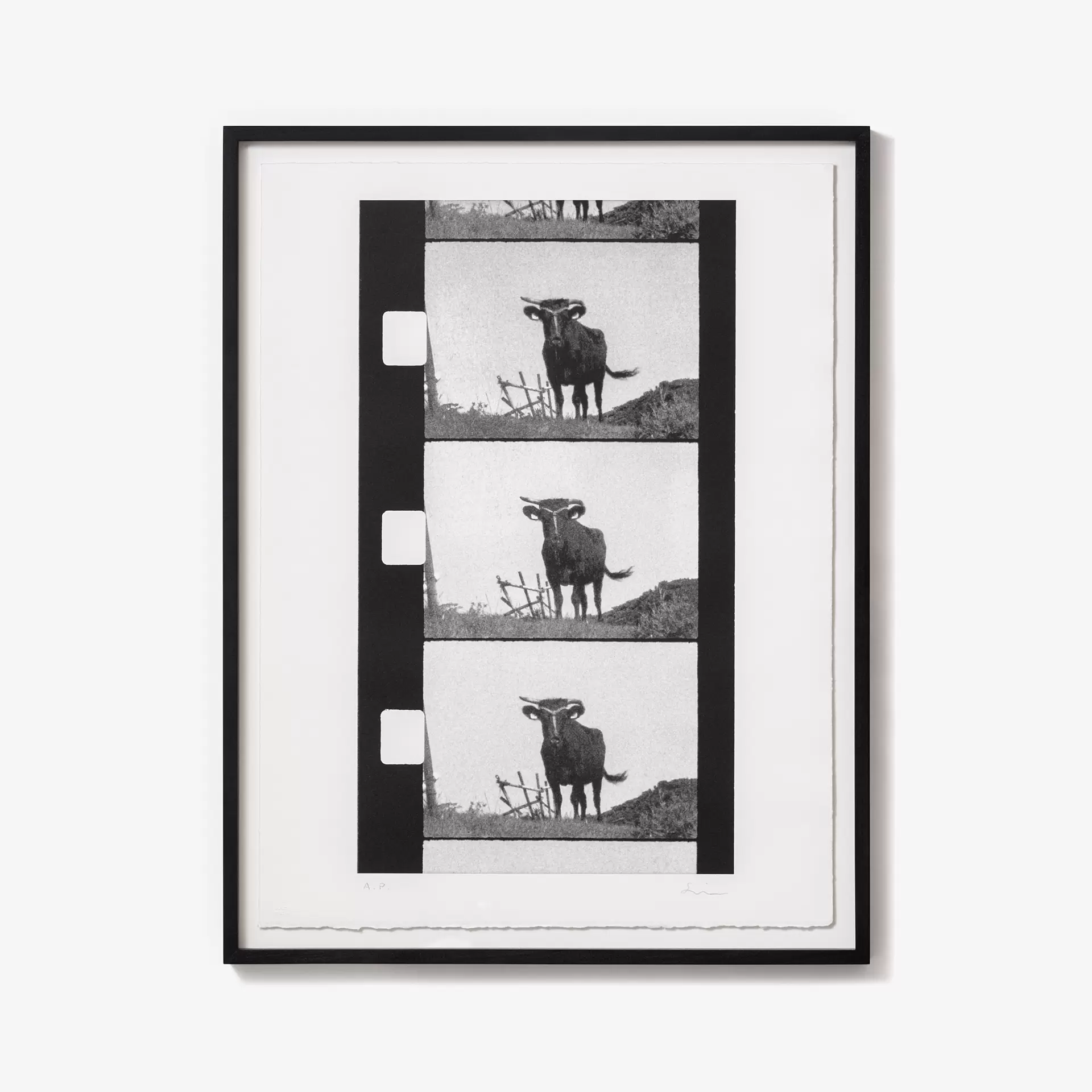 Japanese Cattle