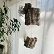 箔/エアープランツ
