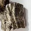 箔/エアープランツ