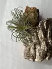 箔/エアープランツ