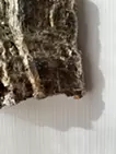 箔/エアープランツ
