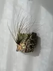 箔/エアープランツ 2