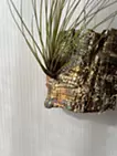 箔/エアープランツ 2